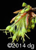 Acer saccharum13