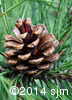 Pinus resinosa10