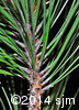 Pinus resinosa5