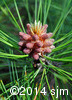Pinus resinosa7