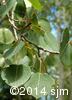 Populus tremuloides6