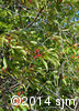 Prunus pensylvanica10