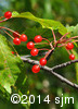Prunus pensylvanica11