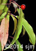 Prunus pensylvanica14