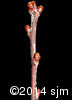 Prunus pensylvanica19