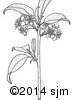 Prunus pensylvanica20