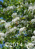 Prunus pensylvanica6