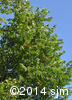 Prunus pensylvanica9