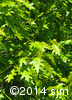 Quercus rubra4