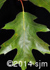 Quercus rubra6