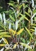 Salix x fragilis4