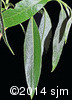 Salix x fragilis5