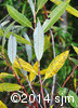Salix x fragilis6