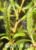 Salix x fragilis7