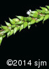 Salix x fragilis9