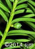 Taxus canadensis8