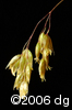 Anthoxanthum nitens subsp. nitensflw