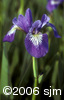 Iris versicolorflw