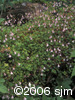 Linnaea borealisflpl