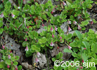Linnaea borealisflw