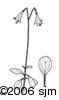 Linnaea borealisill