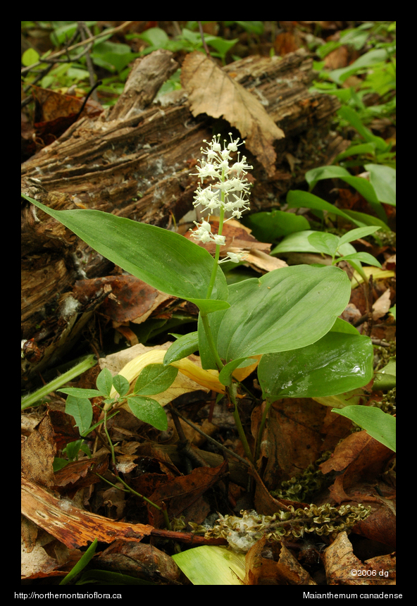 Maianthemum canadenseflpl