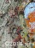 Parthenocissus inserta13
