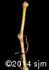 Parthenocissus inserta14