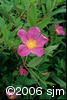 Rosa palustrisflw