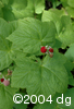 Rubus parviflorusfrt