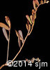 Chamaedaphne calyculata10