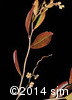 Chamaedaphne calyculata13