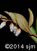 Chamaedaphne calyculata5