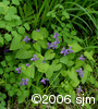 Viola cucullataflpl