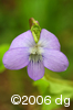 Viola cucullataflw