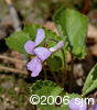 Viola selkirkiiflw