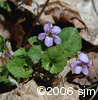 Viola selkirkiilvs