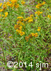 Euthamia graminifolia10