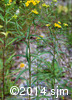 Euthamia graminifolia6