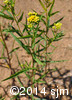 Euthamia graminifolia7