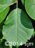 Prunus virginiana3