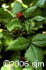 Rubus pubescensfrt