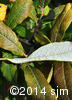 Salix humilis12