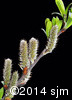 Salix humilis15