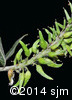 Salix humilis18