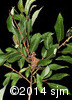 Salix humilis19