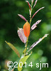 Salix humilis3