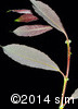 Salix humilis4
