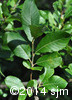 Salix humilis6