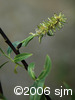Salix petiolarisfrt